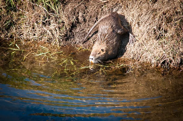 stock image Nutria .