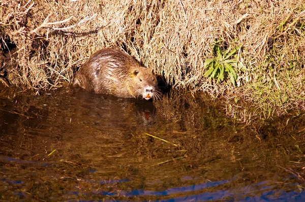 Stock image Nutria .