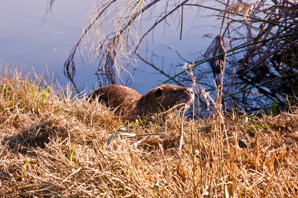 stock image Nutria .