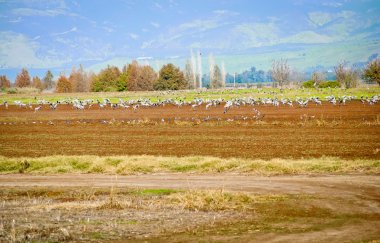 Landscape of the Upper Galilee. Israel.