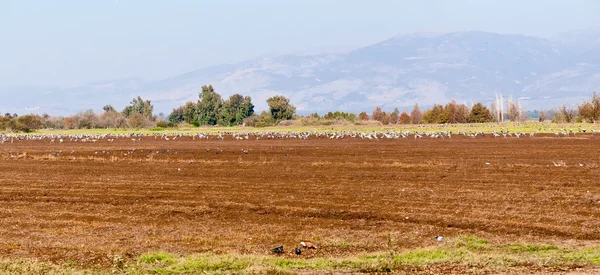 Landscape of the Upper Galilee. Israel. — Stok fotoğraf