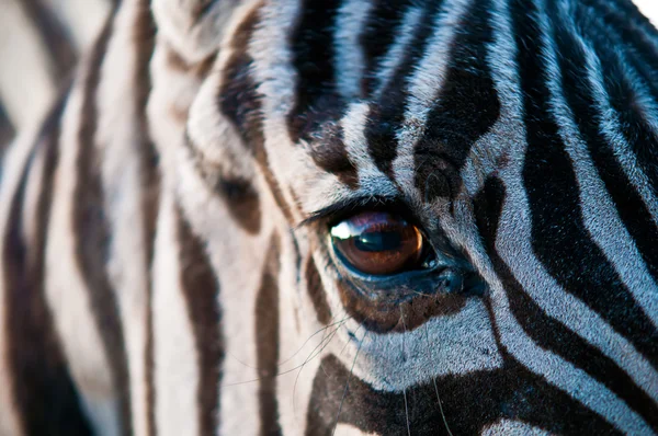 Zebra . — Stock Fotó