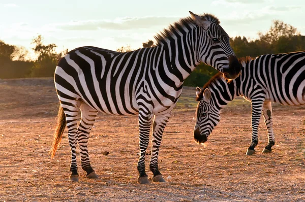 Zebra.  . — Fotografia de Stock