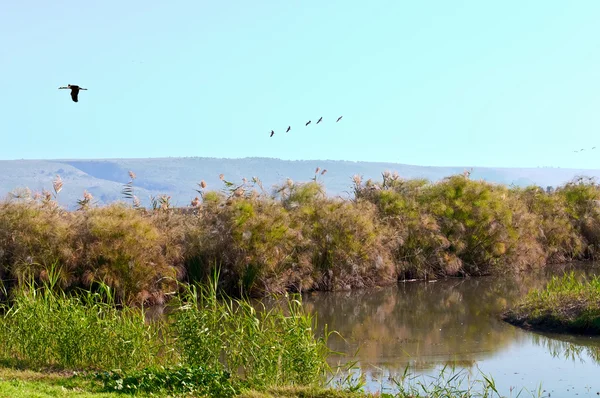 Landscape of the Upper Galilee. Israel. Stockafbeelding