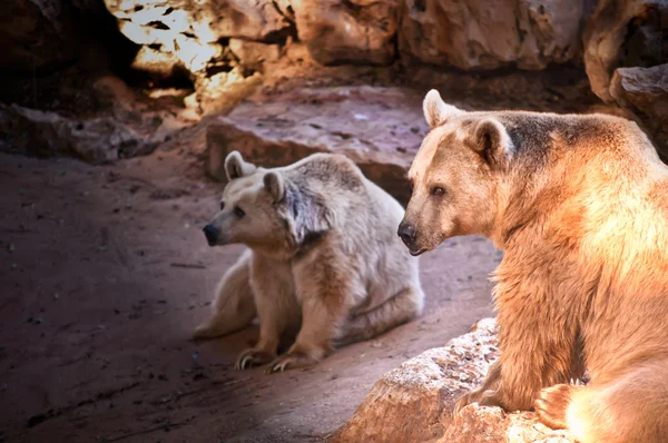 Bear . — Stock Photo, Image