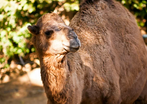 Camel . — Stockfoto