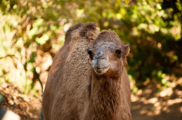 Kamel . — Stockfoto
