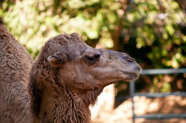 Camello.  . — Foto de Stock