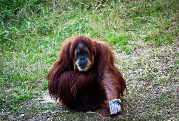 Orangután  . —  Fotos de Stock