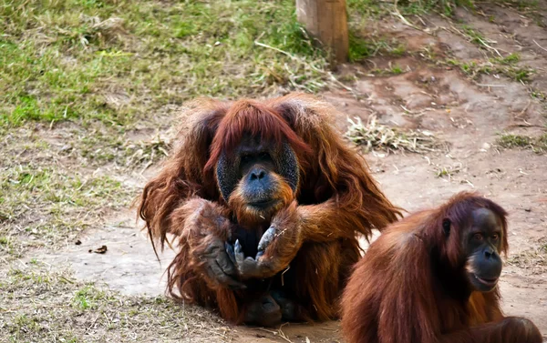 Orangutany . — Zdjęcie stockowe