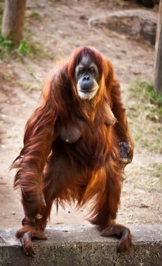 orangutan .