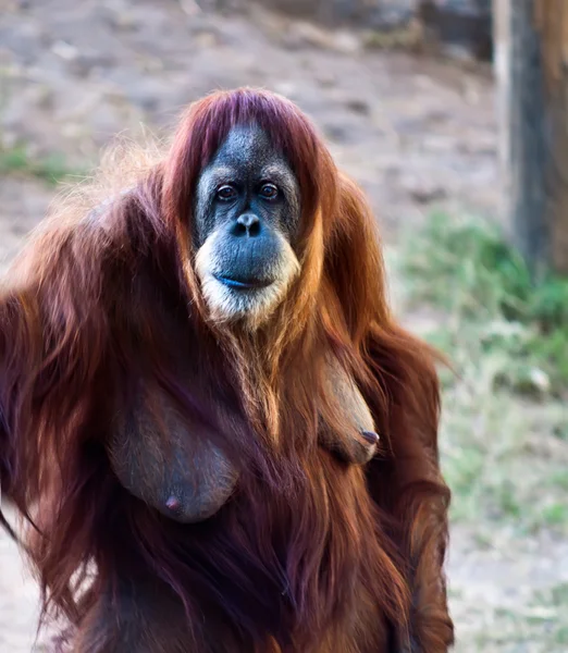 Orangutang . — Stockfoto