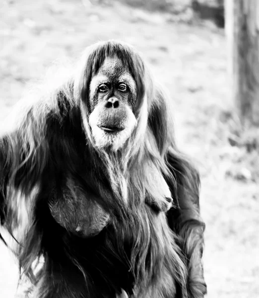 Orangutang . — Stockfoto