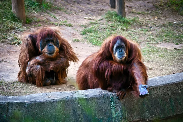 Orangutanes  . — Foto de Stock