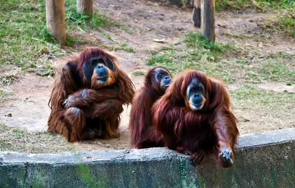 Орангутанги  . — стоковое фото