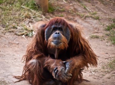 orangutan .