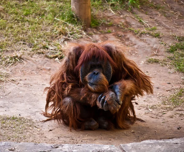 Orangután  . — Foto de Stock
