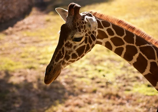 Girafa . — Fotografia de Stock