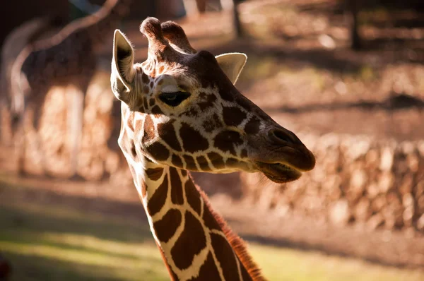 Giraffe . — Stockfoto