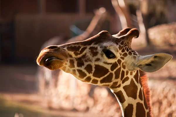 stock image Giraffe .