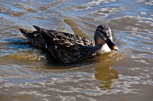 Duck on the lake . — Stock Photo, Image