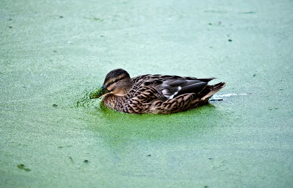 Duck on the lake . — Stock Photo, Image