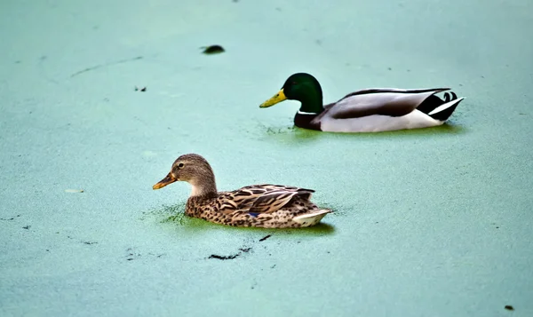 Two ducks on the lake . — Stock Photo, Image