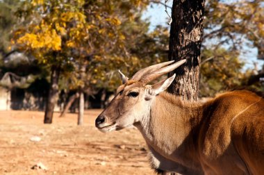 Gazella thomsoni .