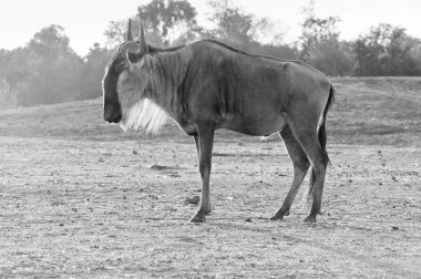 GNU (anlam ayrımı).