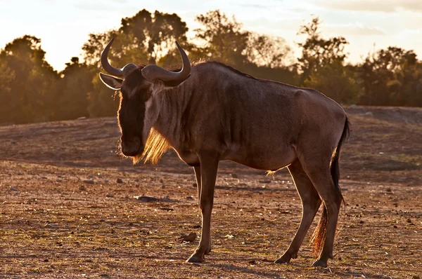 GNU (rozcestník). — Stock fotografie
