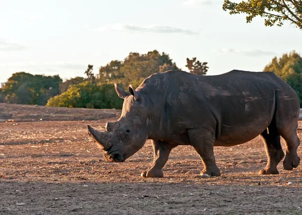 Ritratto di un rinoceronte  . — Foto Stock
