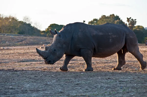 Un retrato de un rinoceronte  . —  Fotos de Stock