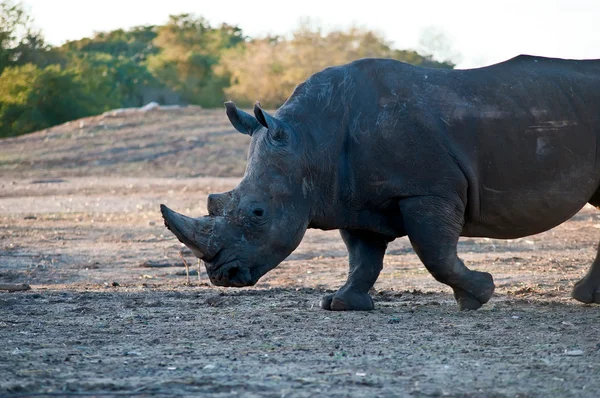 Un retrato de un rinoceronte  . —  Fotos de Stock
