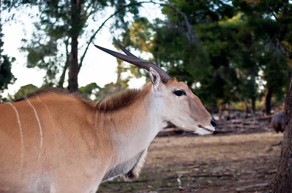 Eland Antilope . — Stock Photo, Image