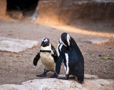 African Penguin . clipart