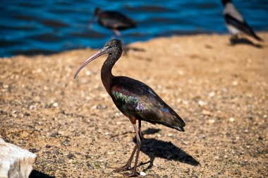 Parlak Ibis (Plegadis falcinellus) .