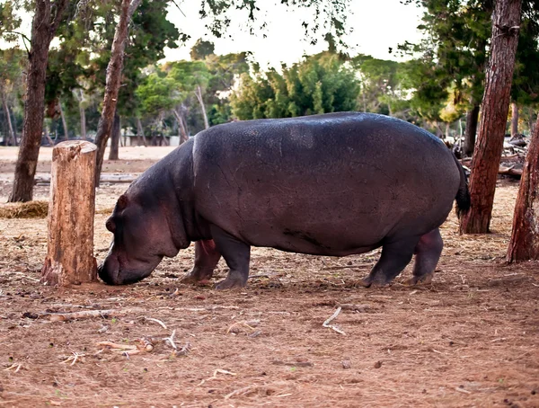 Ippopotamo . — Foto Stock