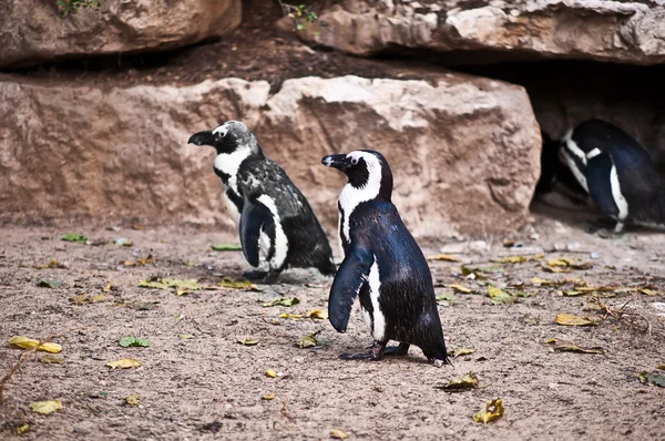 stock image African Penguin .