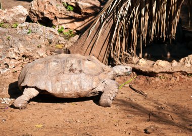 ABYSSINIAN TORTOISE Geochelone (Testudo) sulcata .