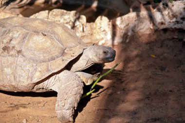 ABYSSINIAN TORTOISE Geochelone (Testudo) sulcata .