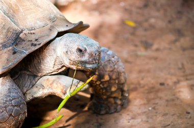 ABYSSINIAN TORTOISE Geochelone (Testudo) sulcata .