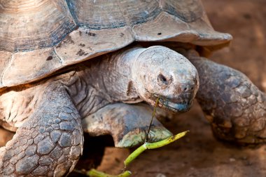 ABYSSINIAN TORTOISE Geochelone (Testudo) sulcata .