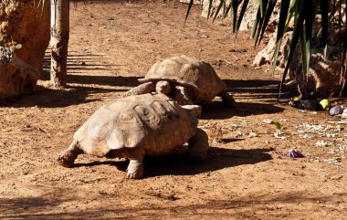 ABYSSINIAN TORTOISE Geochelone (Testudo) sulcata .