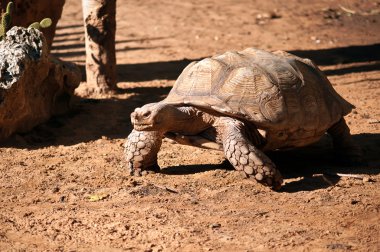 ABYSSINIAN TORTOISE Geochelone (Testudo) sulcata .