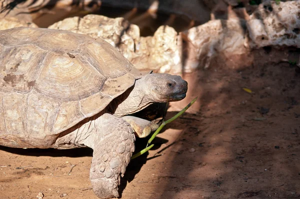 Abessinische Erdschildkröte (testudo) sulcata . — Stockfoto