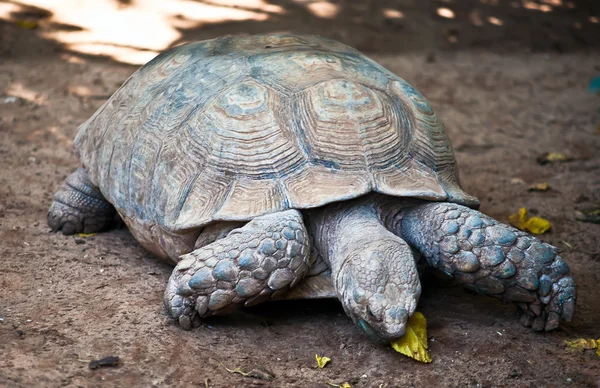 stock image ABYSSINIAN TORTOISE Geochelone (Testudo) sulcata .