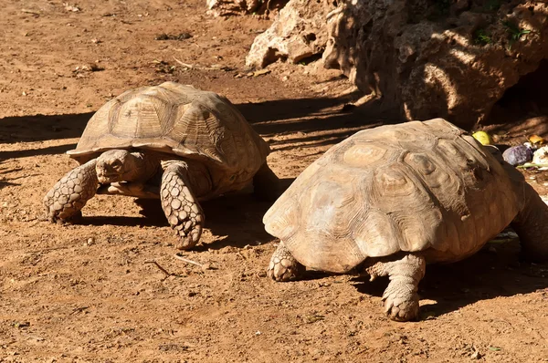 Abessinische Erdschildkröte (testudo) sulcata . — Stockfoto