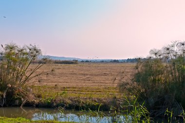 Landscape of the Upper Galilee. Israel. clipart