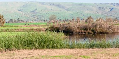 Landscape of the Upper Galilee. Israel. clipart