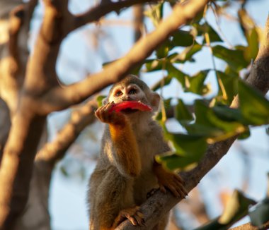 Portrait of a cute squirrel monkey . clipart